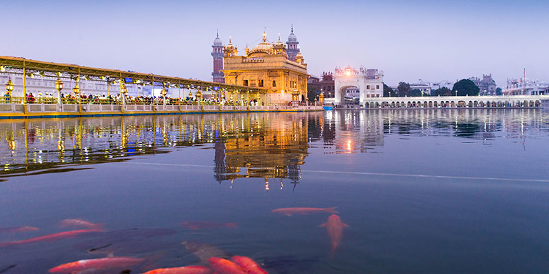 Golden-temple-fish